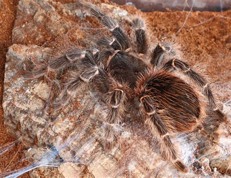 brazilian salmon pink birdeater for sale|brazilian salmon bird eating tarantula.